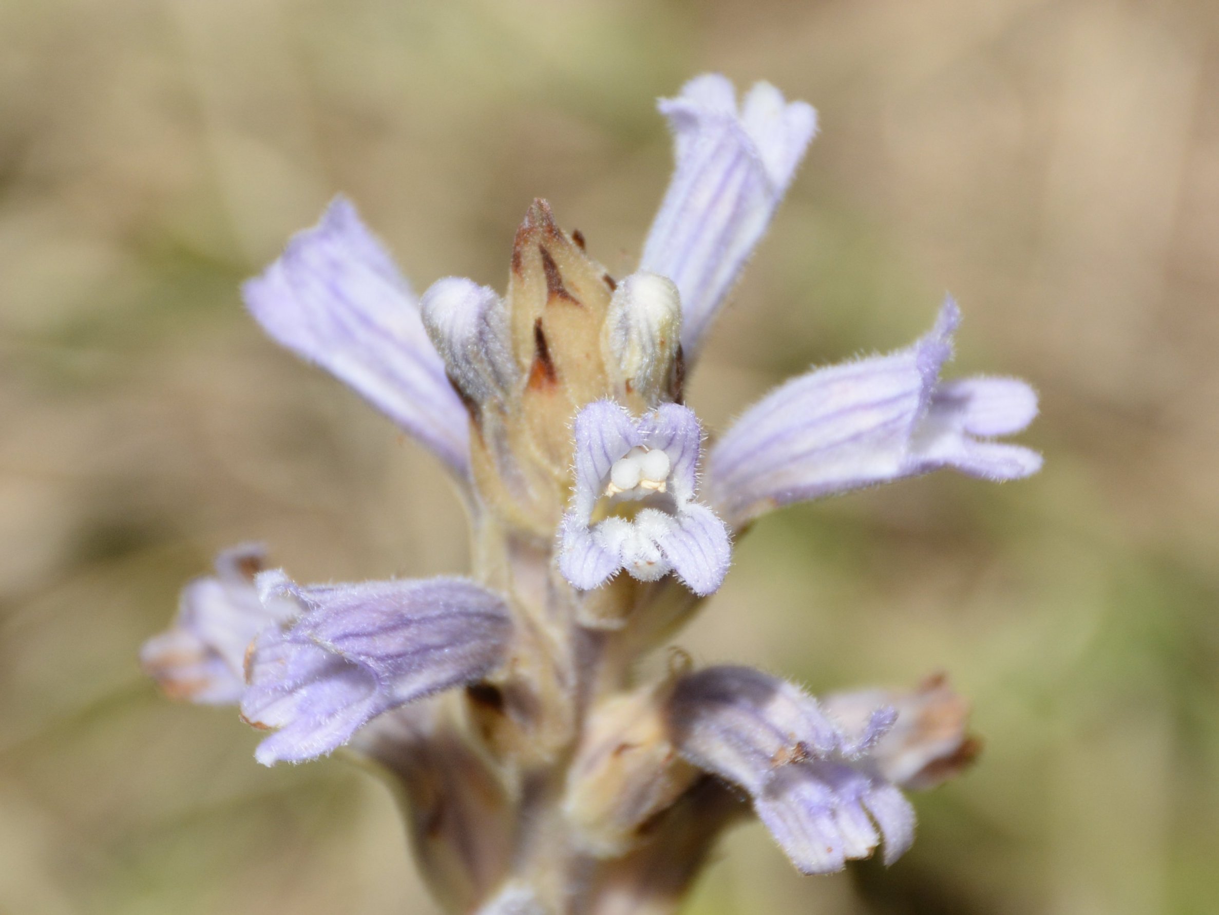 Phelipanche (Orobanche) purpurea / Succiamele azzurro